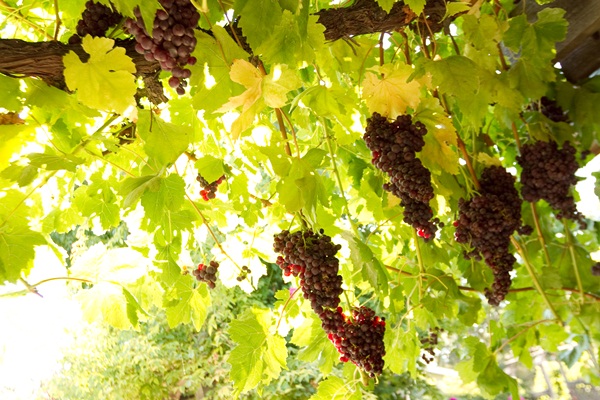 classic-vineyard-wedding-at-healdsburg