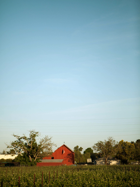 farm-to-table-wedding-at-long-meadow