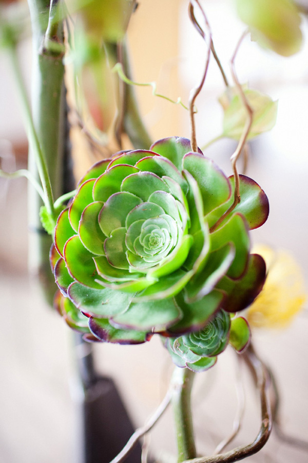 eclectic-and-eco-friendly-northern
