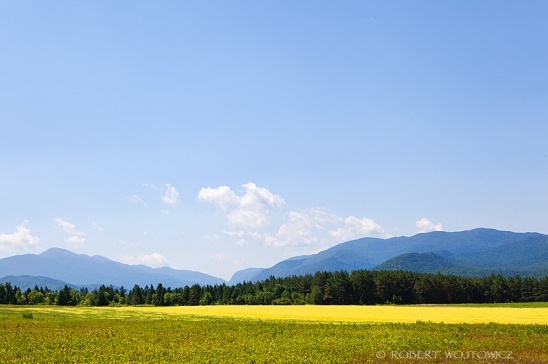 Vast yellow field with mountains and a bright blue sky on a sunny day
