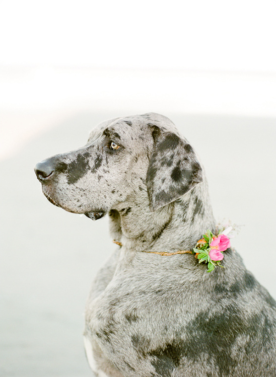 Beachside Engagement From White Loft Studio