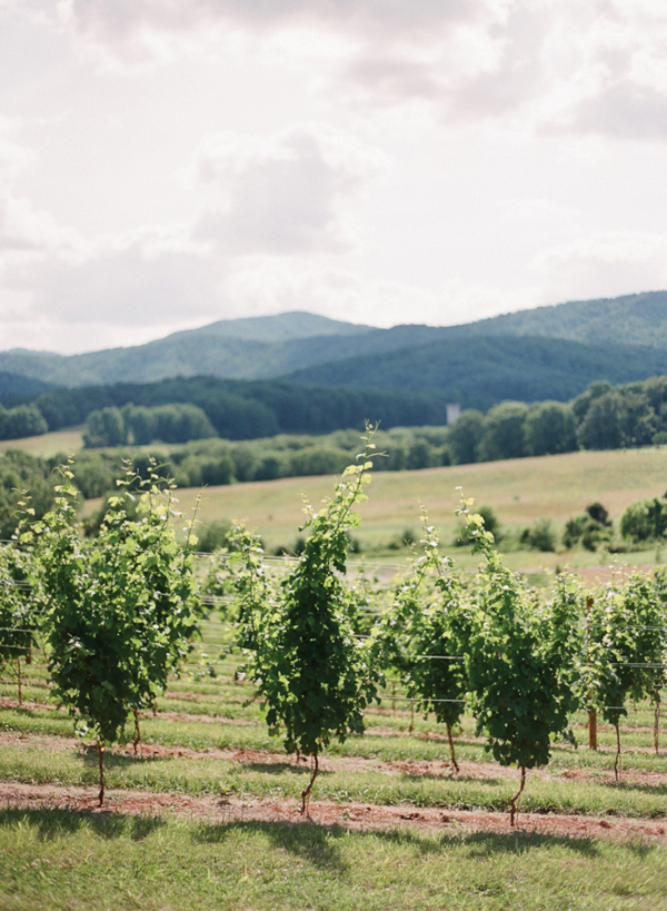 charlottesville-vineyard-wedding