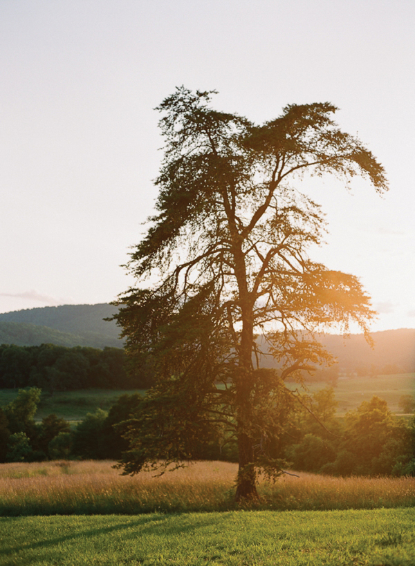 charlottesville-vineyard-wedding