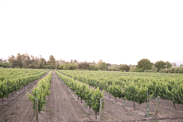 romantic-vineyard-wedding-lincourt