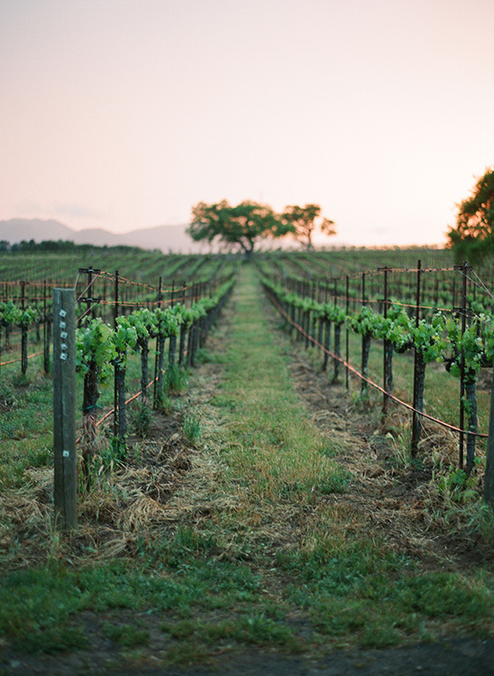Vineyard rows at dawn