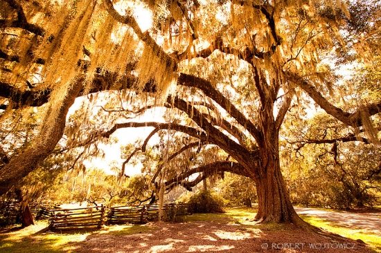 MAGNOLIA PLANTATION WEDDING - CHARLESTON, SOUTH CAROLINA