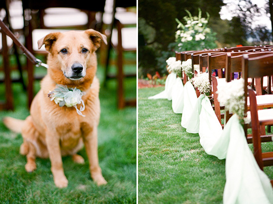 Dog wearing flower collar at outdoor wedding venue