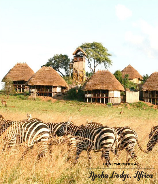 Apoka Lodge Africa: zebras graze near thatched huts