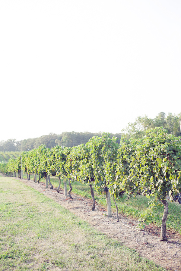 ingleside-vineyard-in-oak-grove