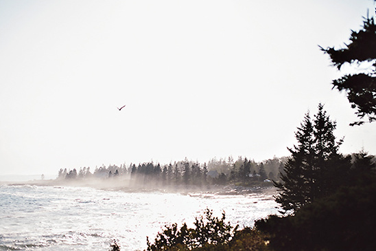 Coastal landscape misty trees and waves