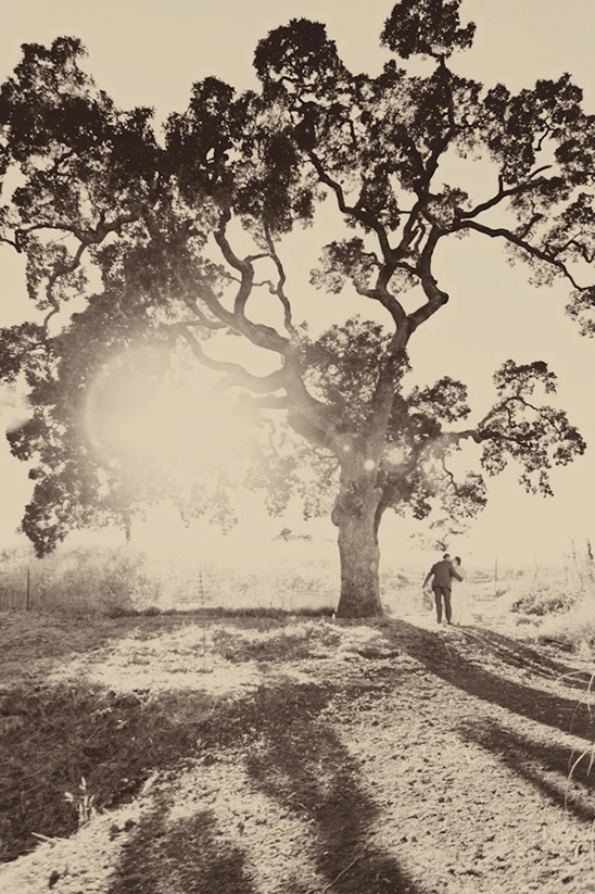 Sepia toned image of large tree with sunlight and person walking