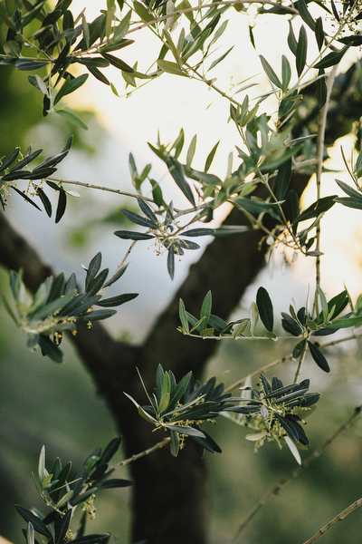 tuscany-vineyard-wedding-at-villa