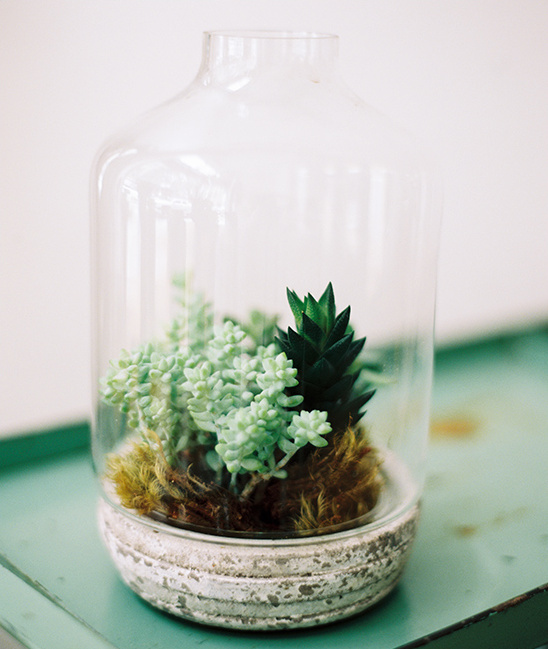succulent in a jar