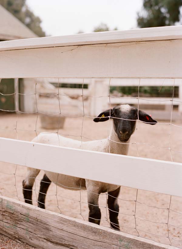 mccormick-home-ranch-vintage-wedding
