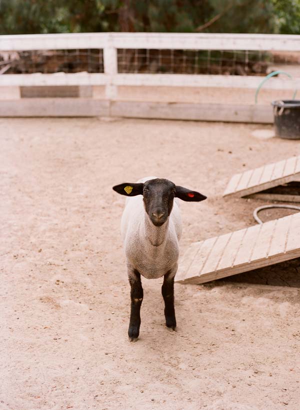 mccormick-home-ranch-vintage-wedding