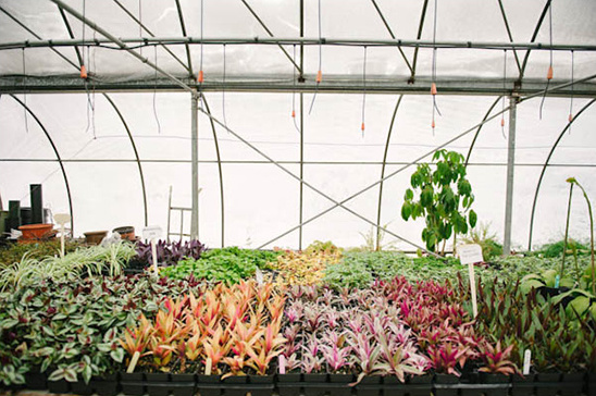 Greenhouse interior with rows of colorful potted plants