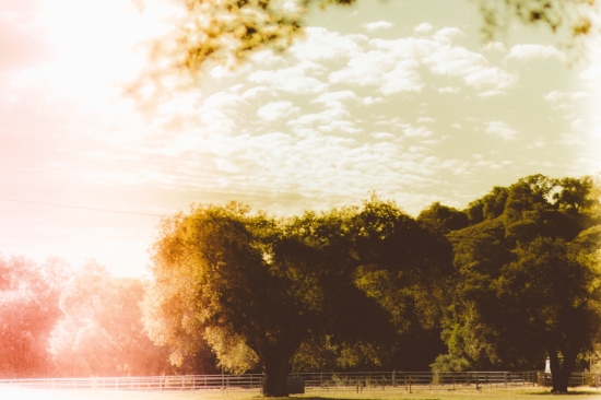 Cloudy sunrise over trees and field