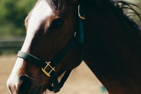 Brown horse with halter close up