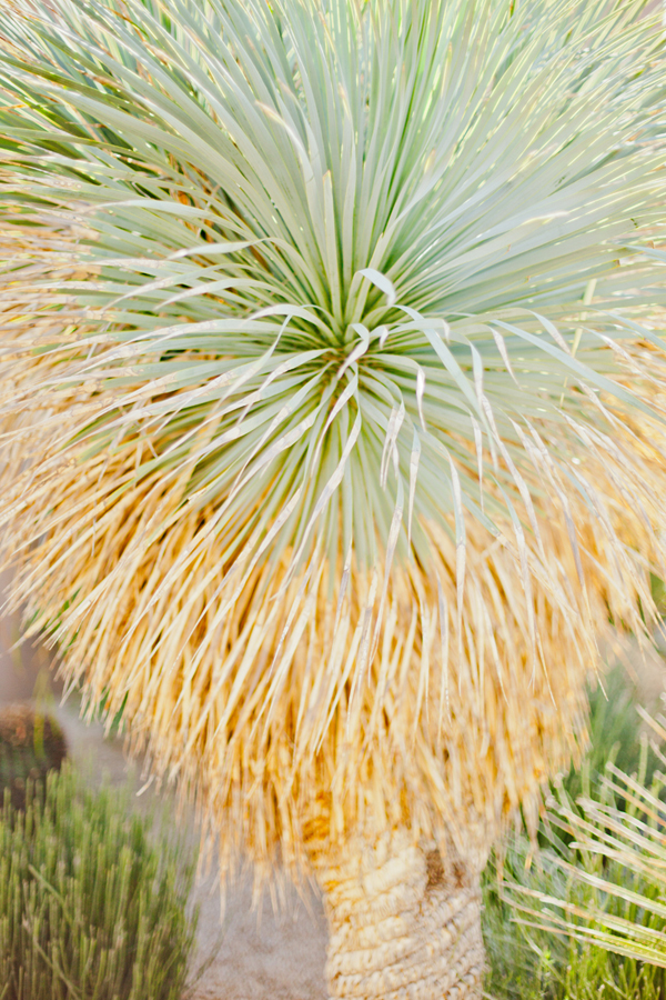 enchanting-gold-desert-wedding