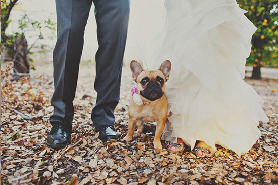 doggie at wedding