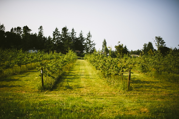 vancouver-island-wedding-at-sea-cider