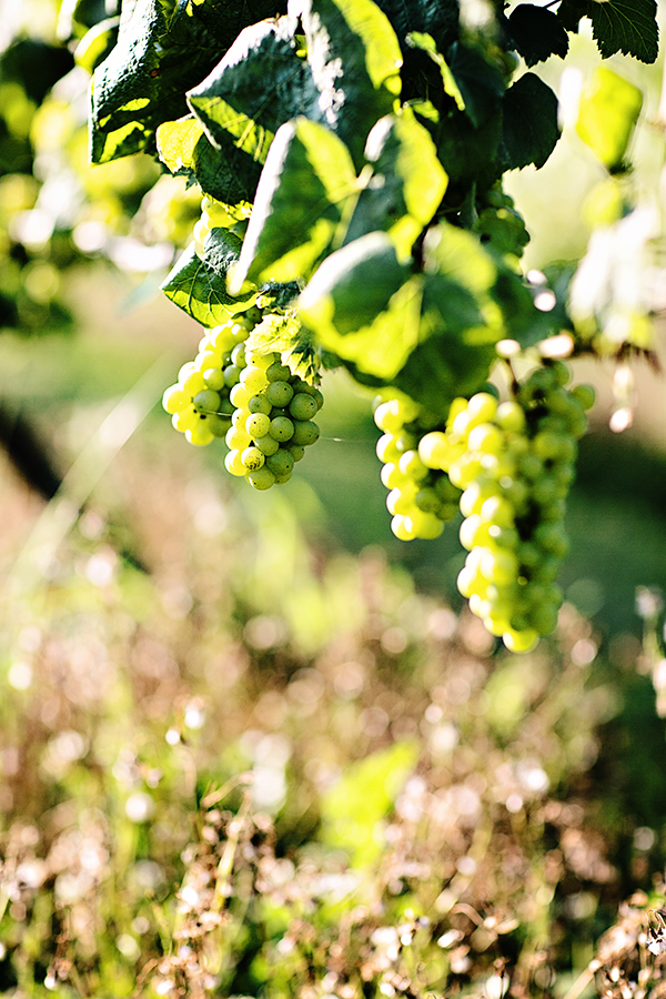vintage-chic-vineyard-wedding