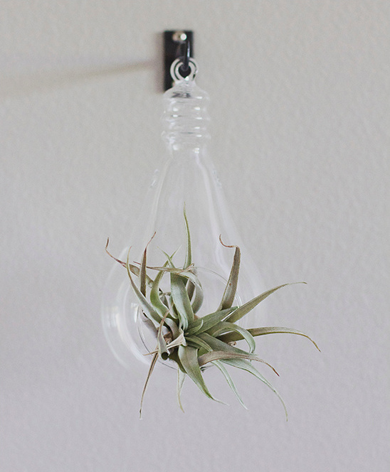Hanging Light Bulb Glass Terrarium