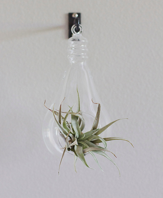 Air plant in glass bulb hanger