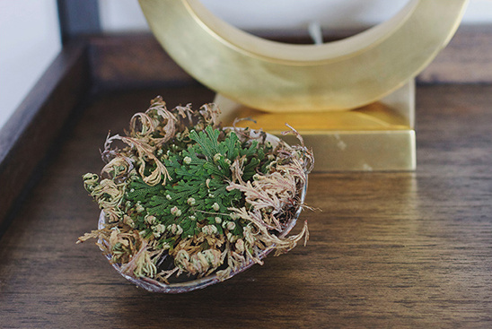 Resurrection plant in shell with gold accent decor