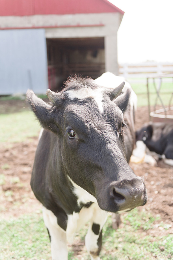chic-dairy-farm-wedding-in-pink-and-gray