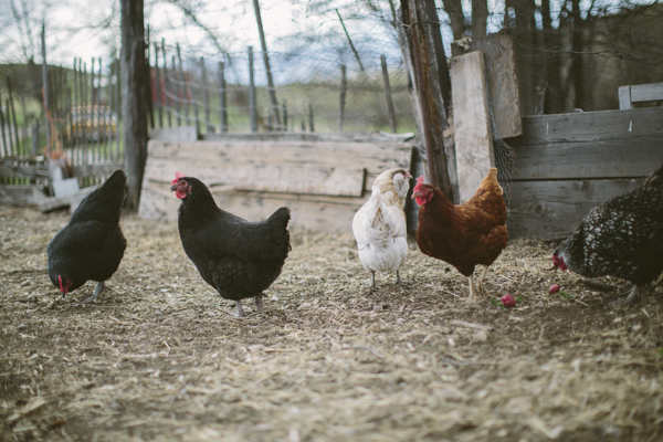 farm-wedding-inspiration-at-moon