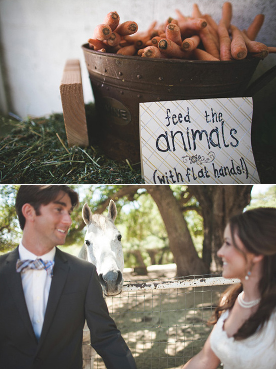 farm animals at wedding