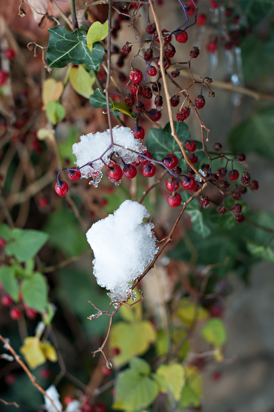 wintery-fall-wedding-at-wadley-farms