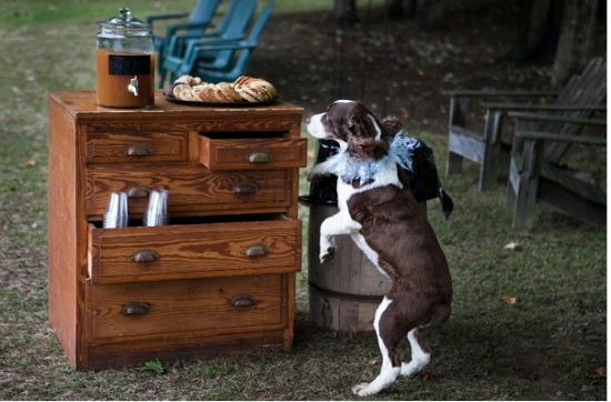 Dog jumps up to table with food and drinks outside