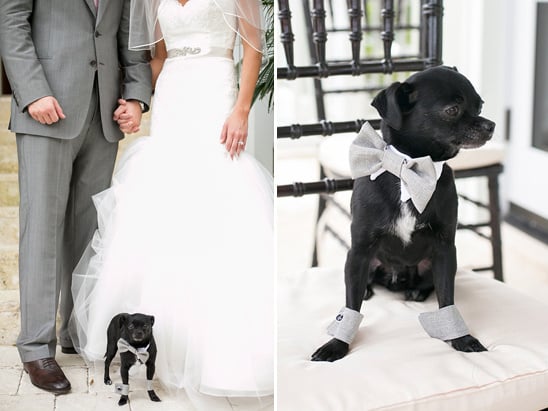 dapper dog wedding looks
