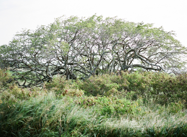 rustic-bohemian-elopement-in-hawaii