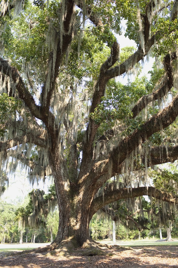 shady-louisiana-bridal-session