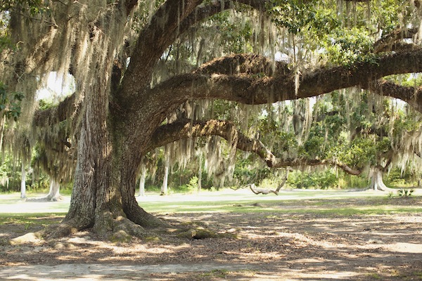 shady-louisiana-bridal-session