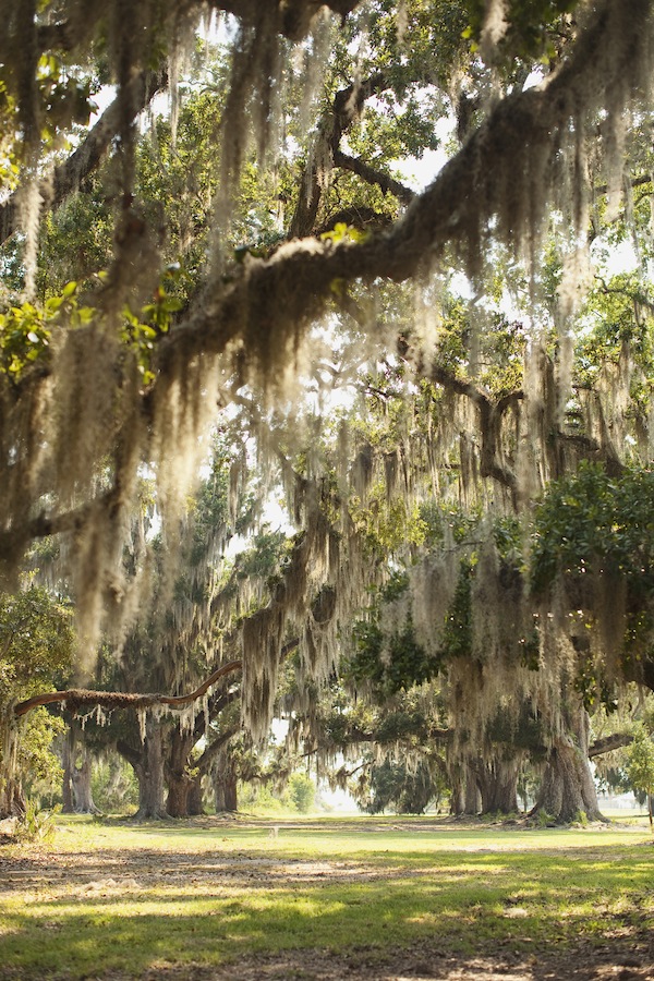 shady-louisiana-bridal-session