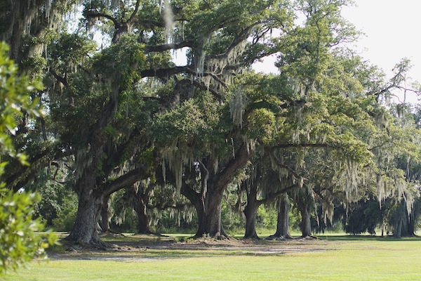 shady-louisiana-bridal-session