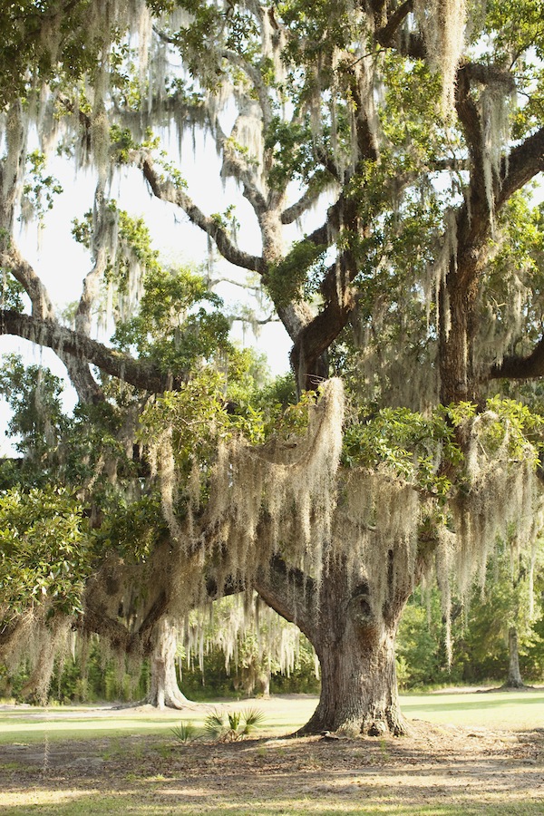 shady-louisiana-bridal-session
