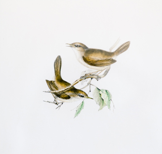 Two small birds perched on branch