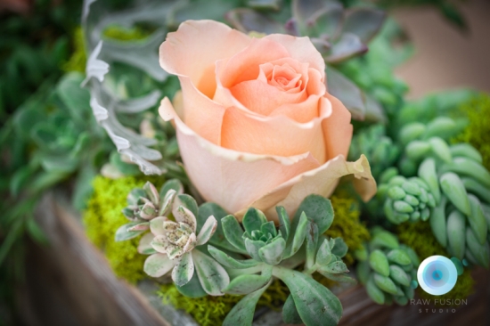 Peach rose and succulents in a rustic flower box