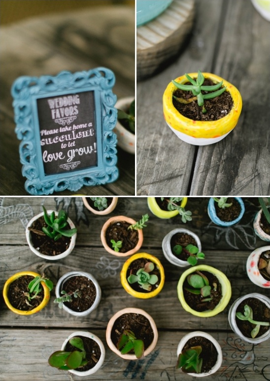 Small succulents in colorful pots