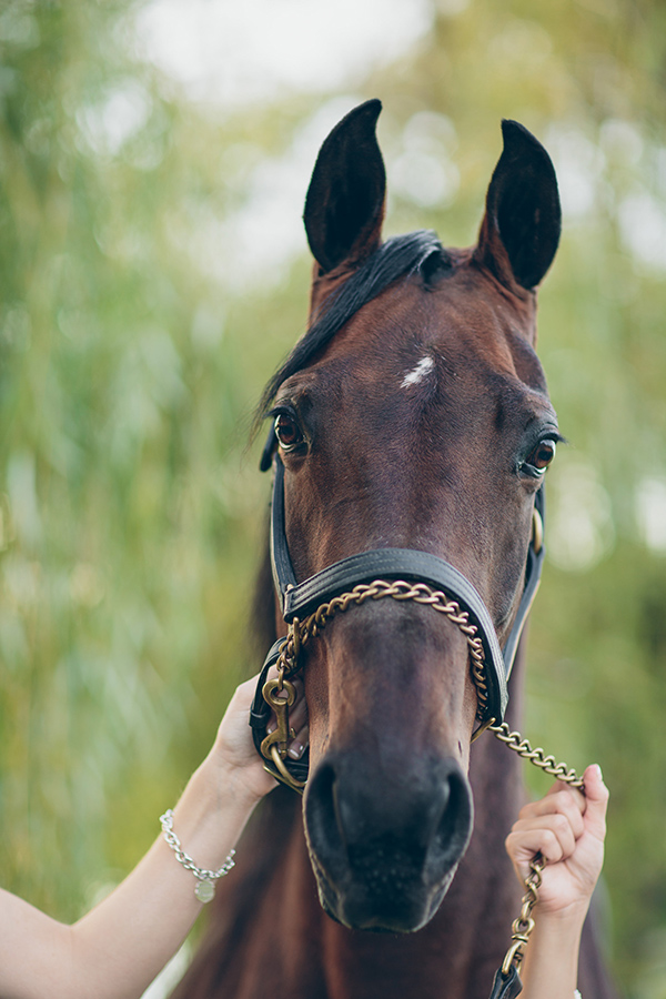 equestrian-wedding-in-purple-and-green