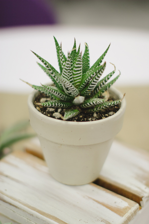 simple-succulent-wedding-under-10k