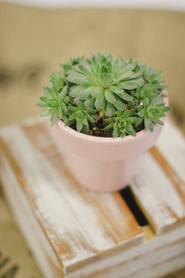 simple-succulent-wedding-under-10k