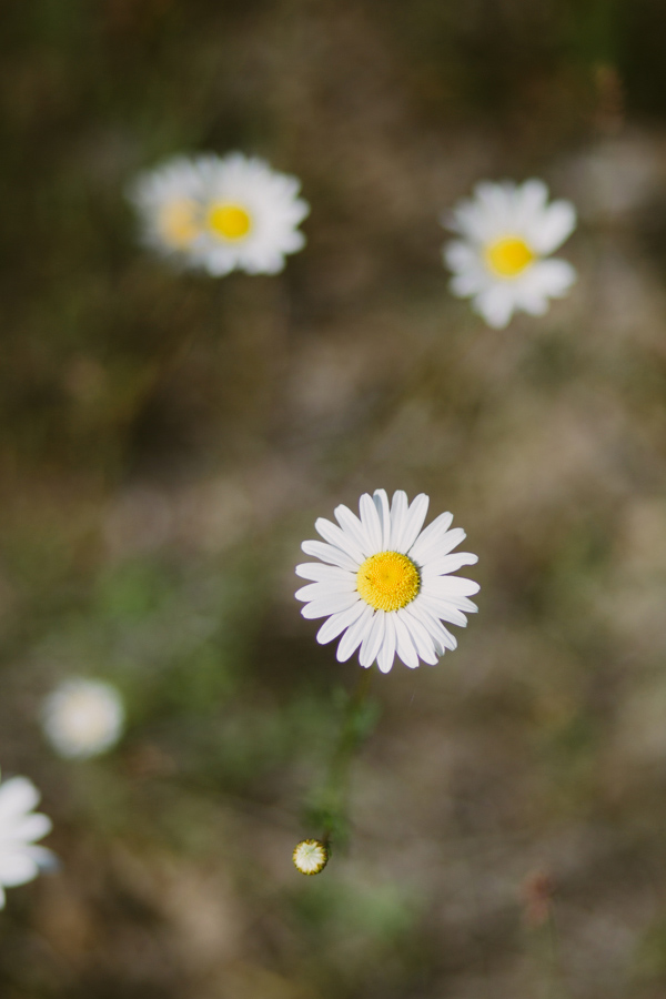 simple-sweet-wedding-in-b.c.-canada