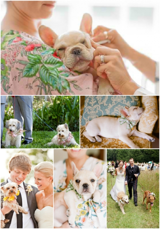dogs weddings and plum pretty sugar loungerie robes