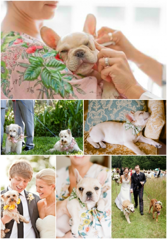 Wedding Doggies {Plum Pretty Sugar}